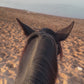 MAROCCO HORSEMANSHIP TRAINING CAMP