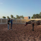 MAROCCO HORSEMANSHIP TRAINING CAMP