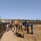 MAROCCO HORSEMANSHIP TRAINING CAMP