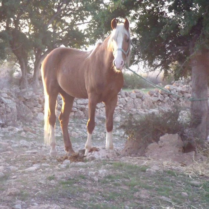 Beginner Riders Morocco – Dalle Basi al Trekking Equestre