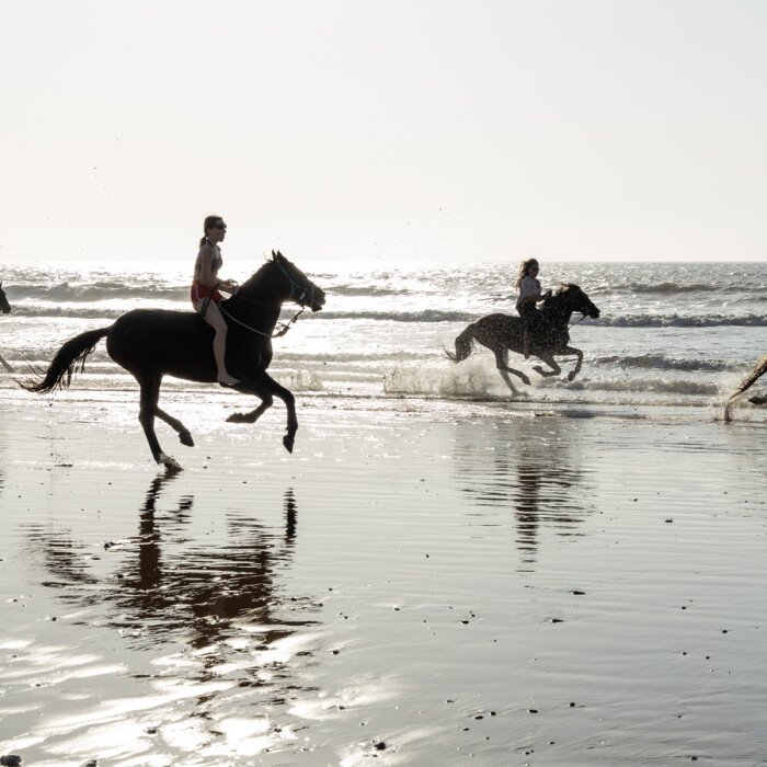 Sustainable equestrian tourism: the ethical choice for those who love horses and nature