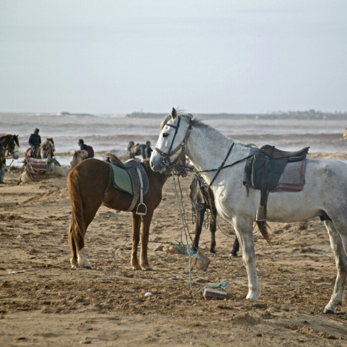 Organizing a point-to-point horseback trek: a team effort