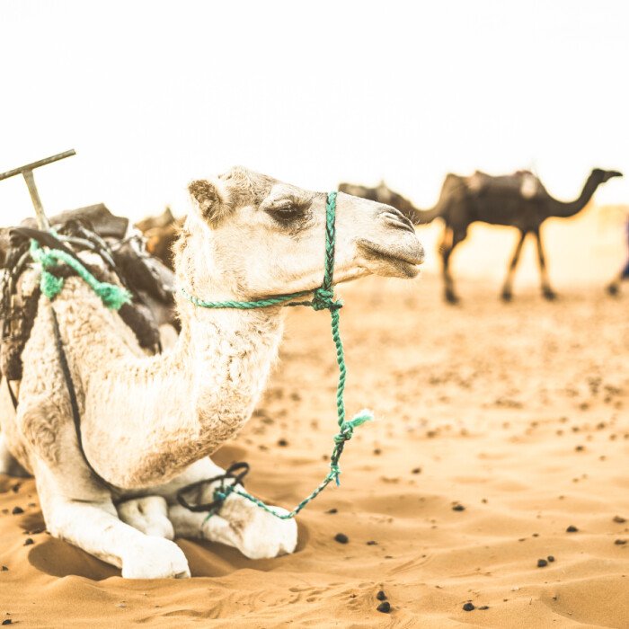 What is the best time to go desert hiking in Morocco?