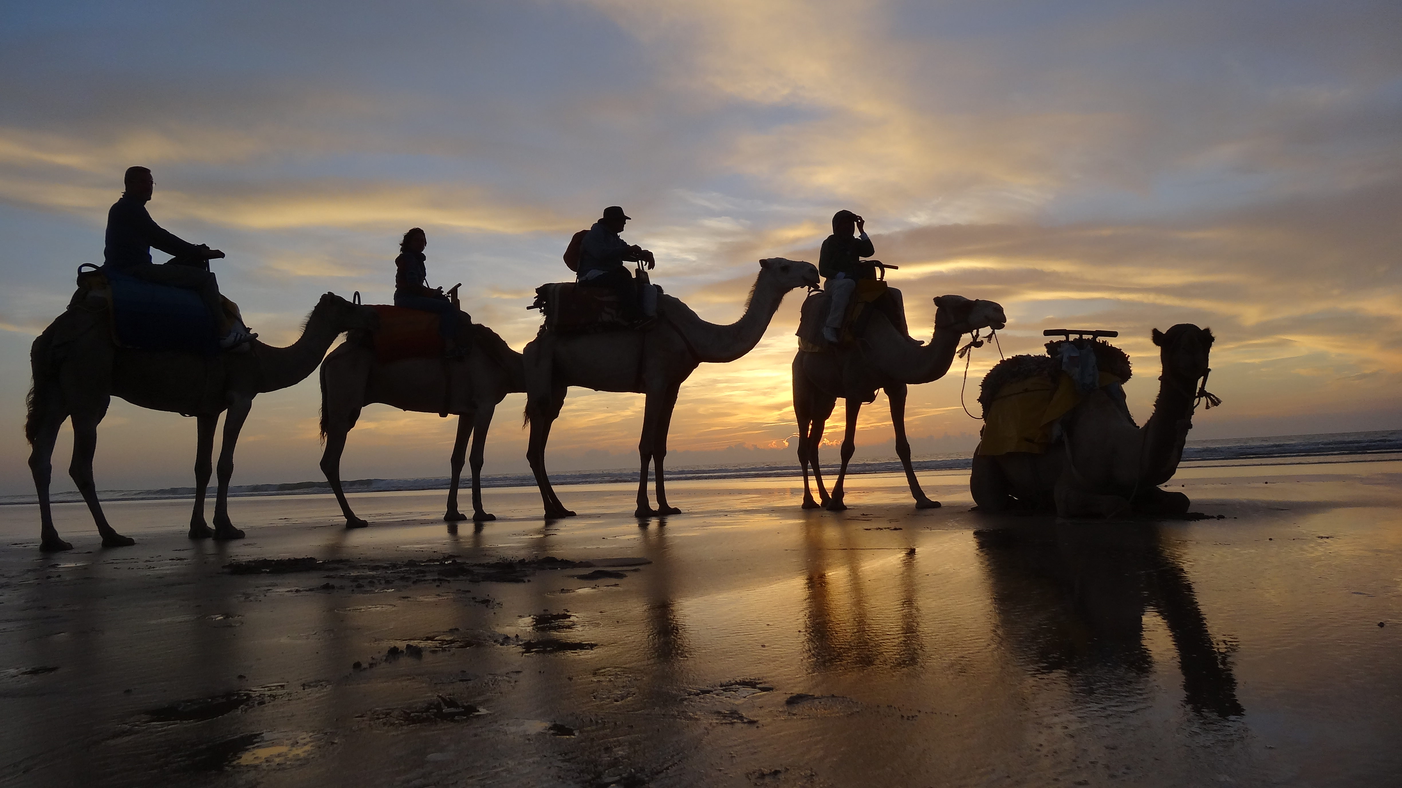 Camel Adventure