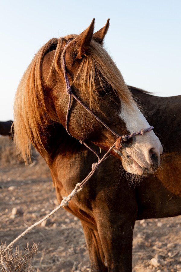 10 Horse Riding Lessons