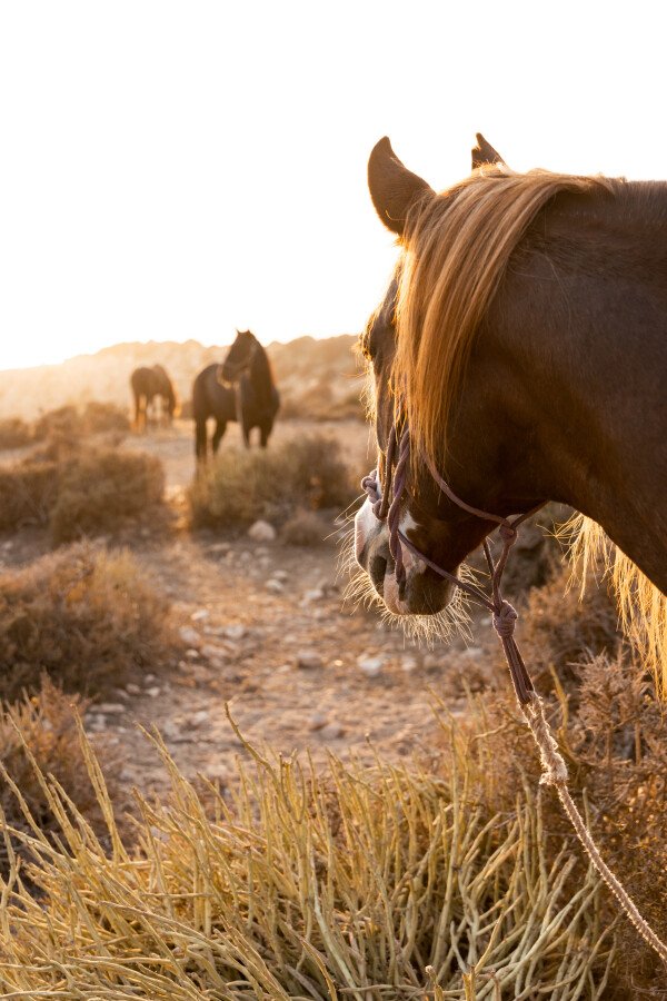 3 hours Horse Ride