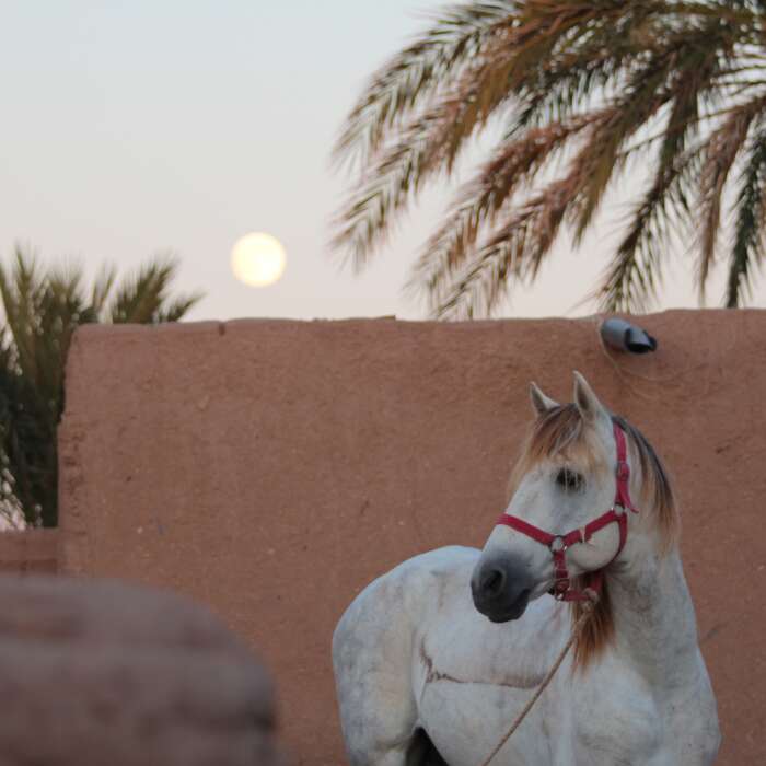 Randonnée Touareg à cheval au Désert au Maroc