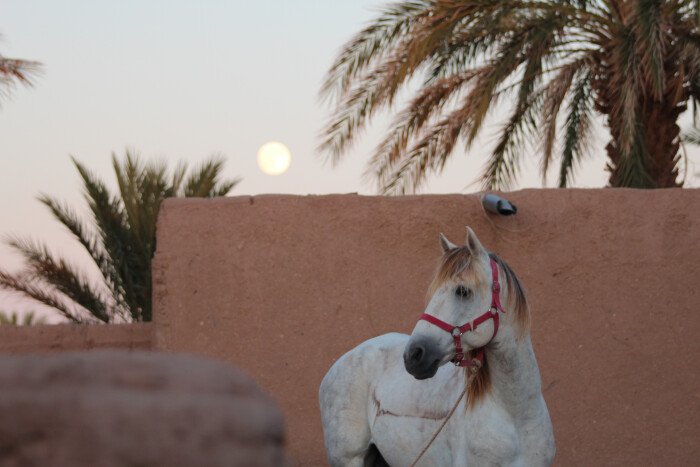 Trekking Touareg a cavallo nel deserto in Marocco