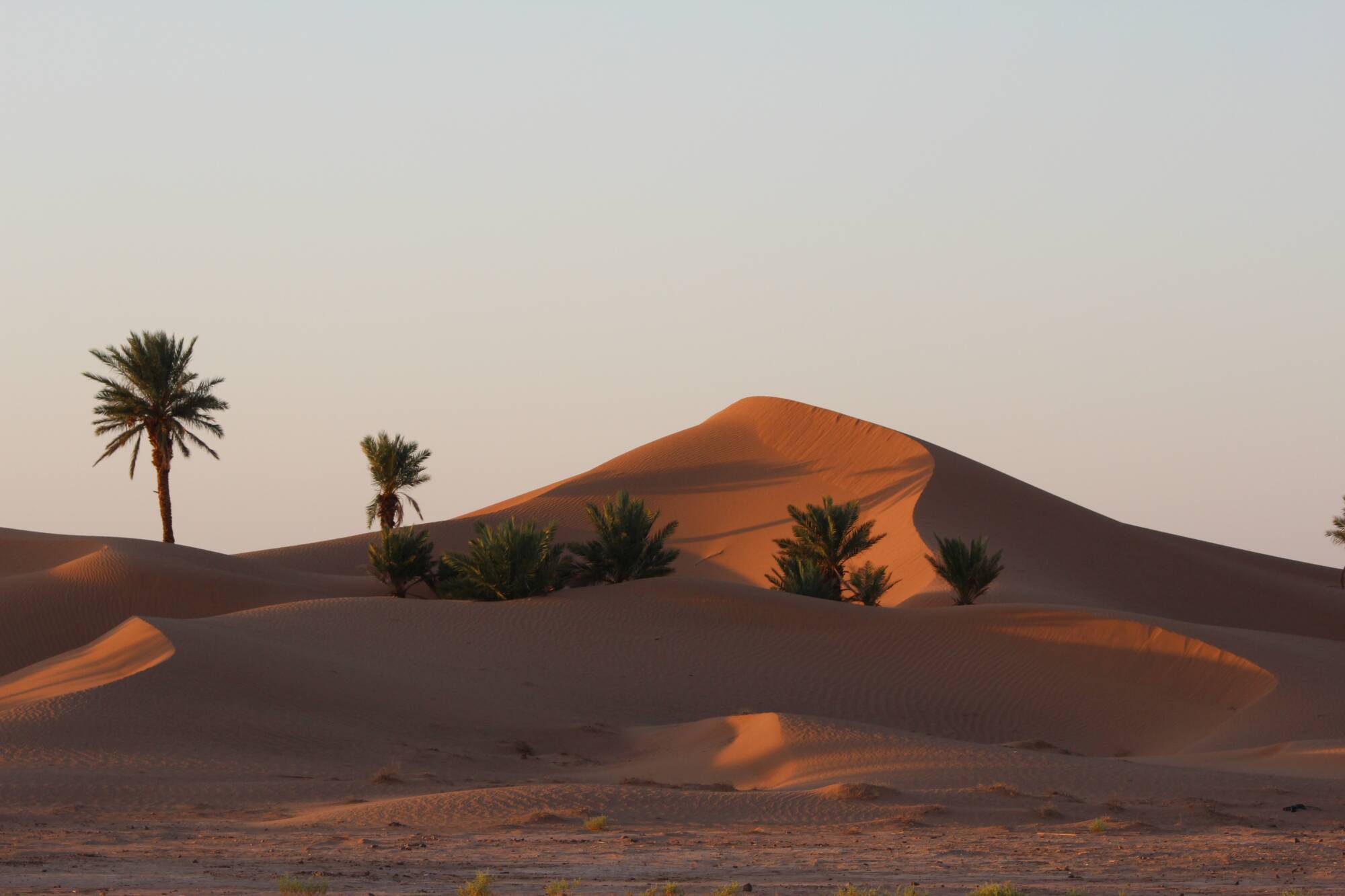 Der Wanderritt durch die Wüste