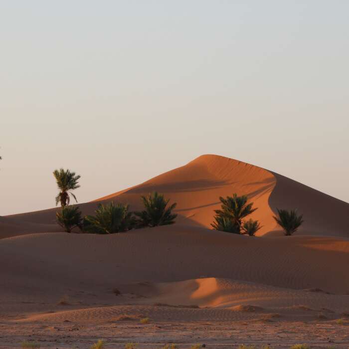 Der Wanderritt durch die Wüste