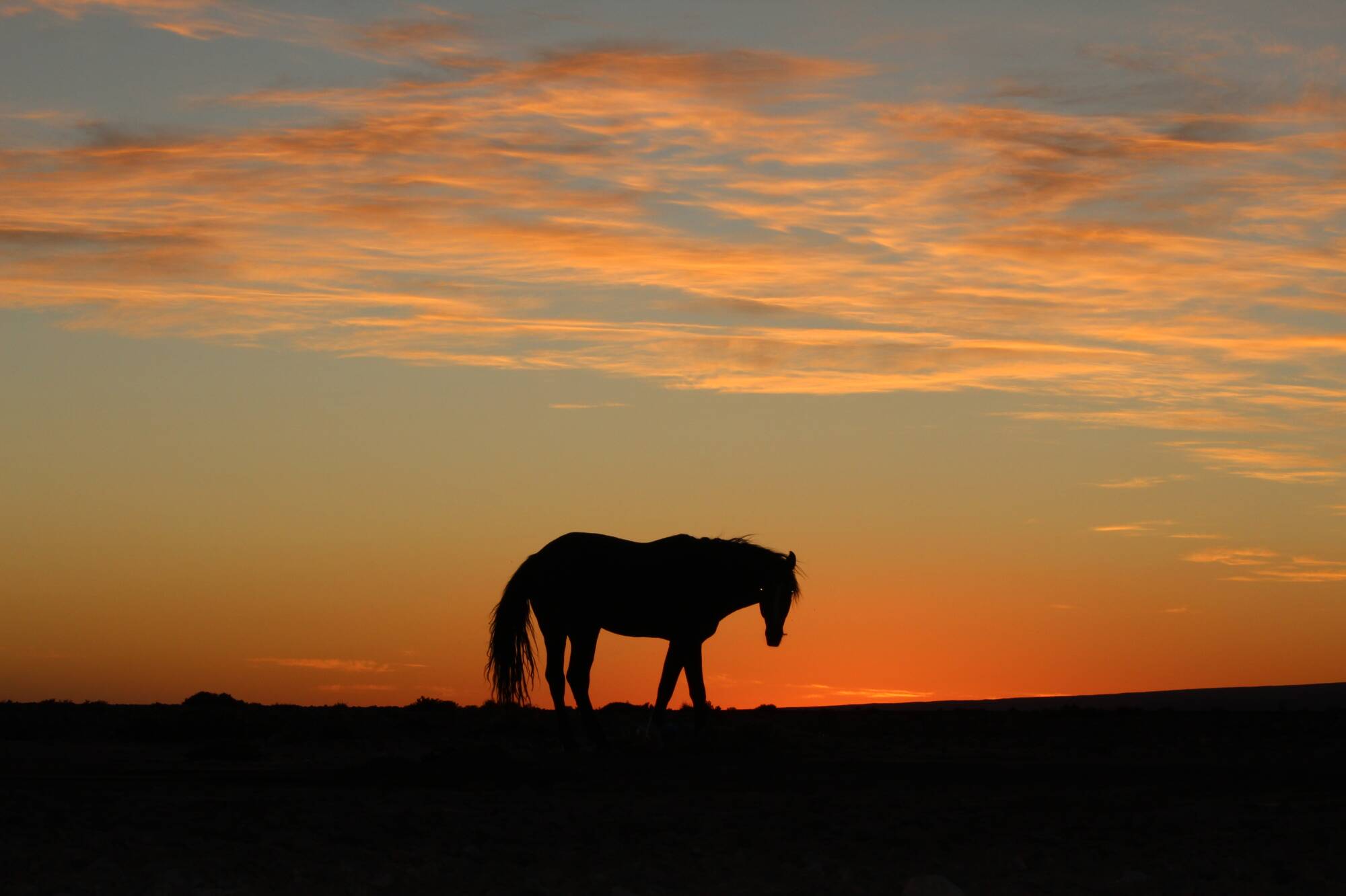 Trekking a cavallo del deserto