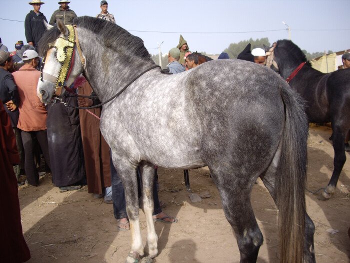 Celebrating Moussem Regraga 2022 in Essaouira