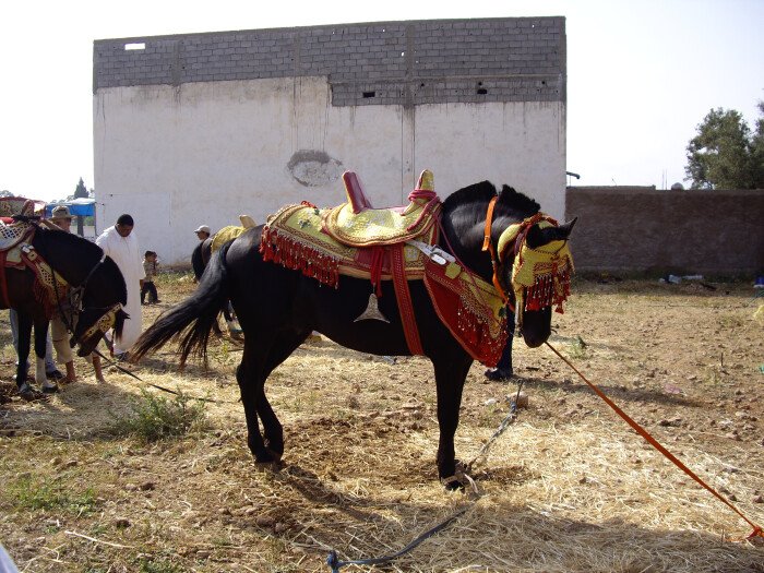 Celebrating Moussem Regraga 2022 in Essaouira