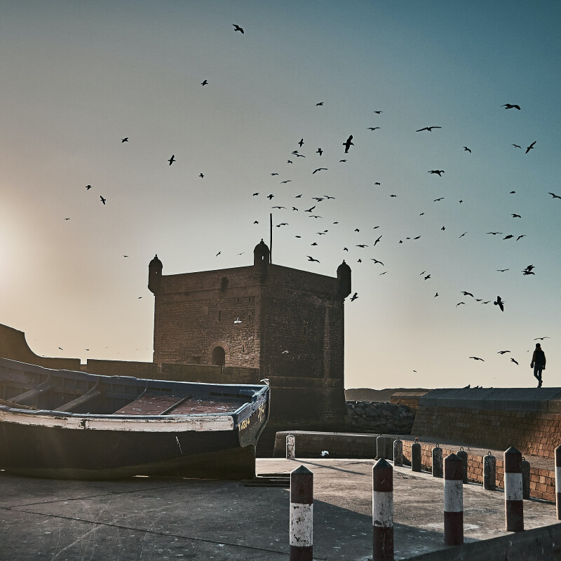 Vivez l'expérience d'observation des oiseaux à Essaouira