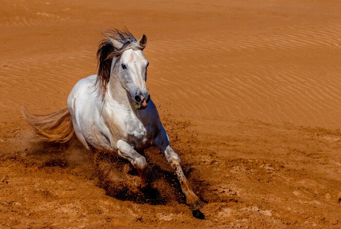 The benefits of a horse ride: trekking in the desert