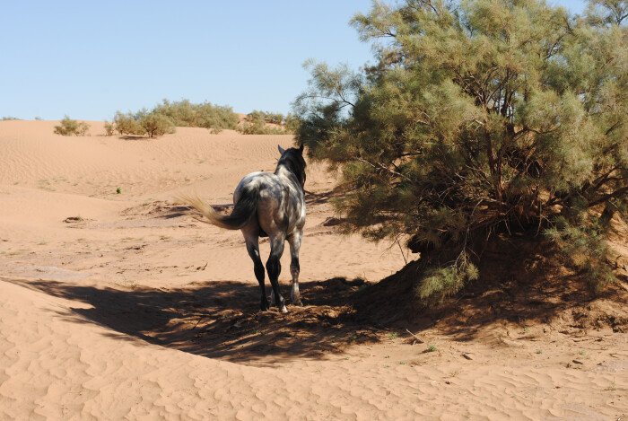 The benefits of a horse ride: trekking in the desert