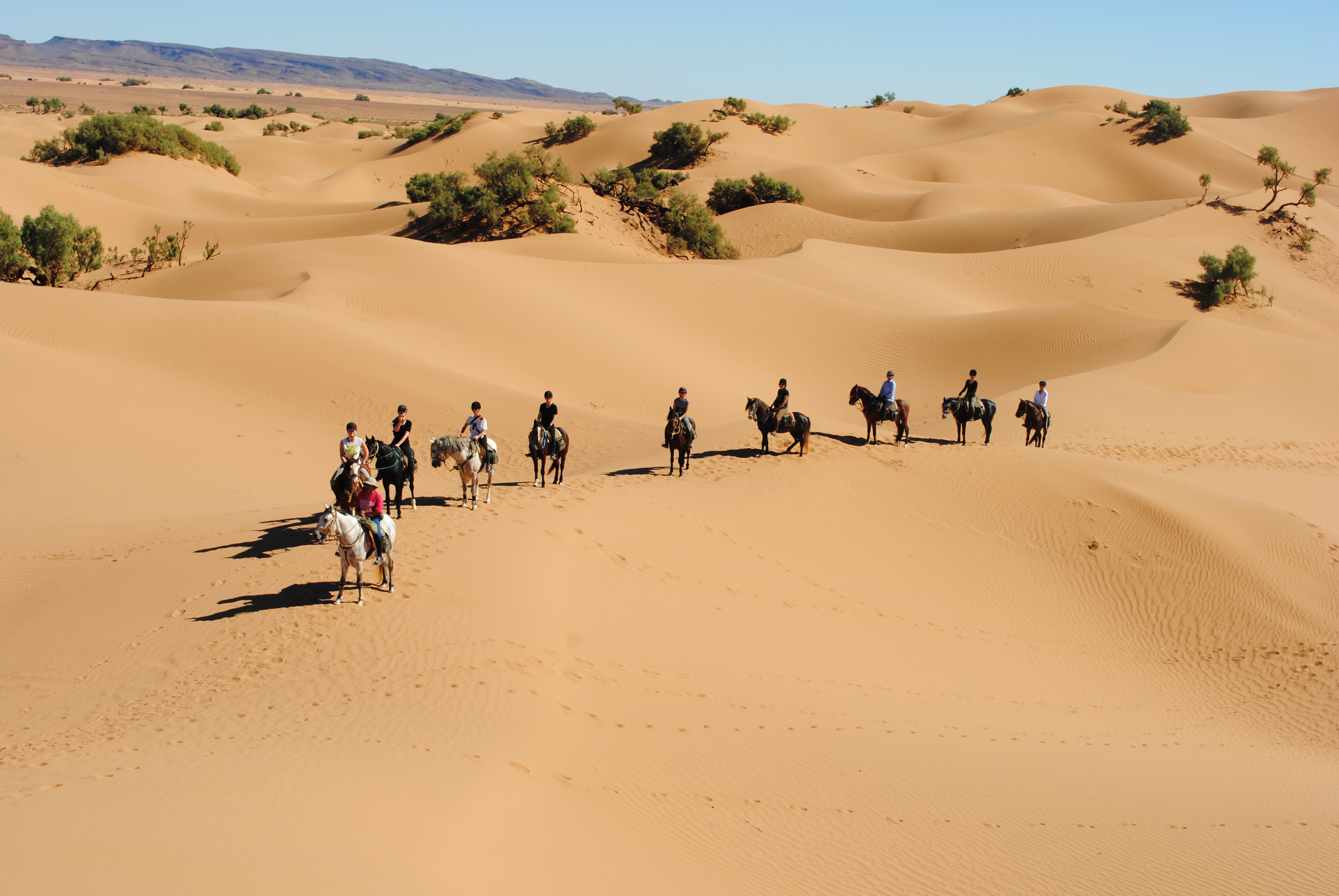 Horse riding and lessons