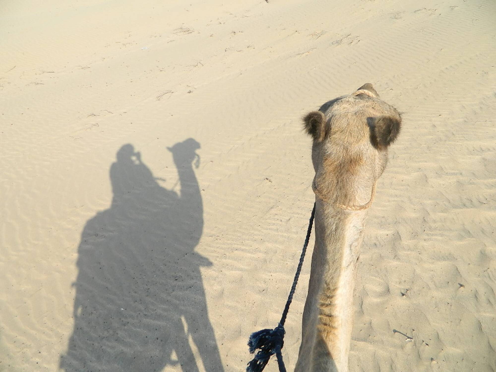 Balade à dos de chameau de 2 heures au COUCHER DU SOLEIL