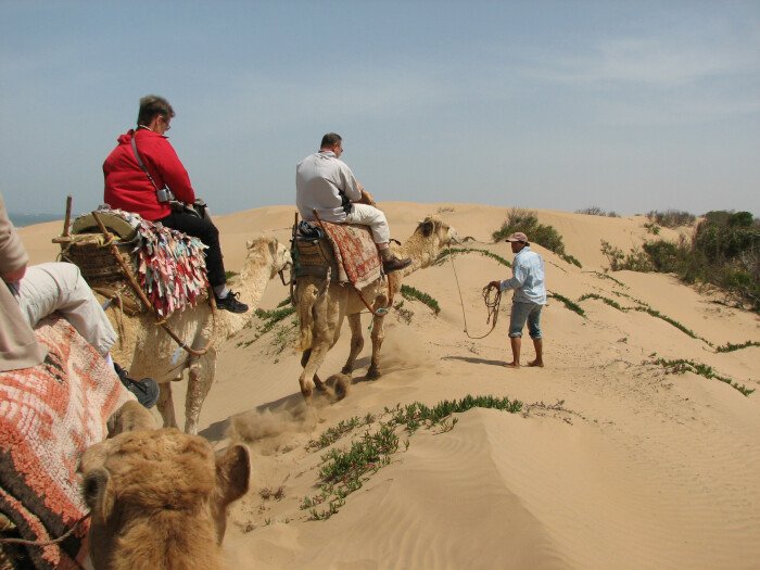 One-day camel ride with lunch